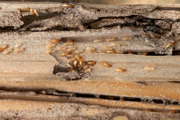 Best Affordable Pest Control Services  in Bremerton, WA